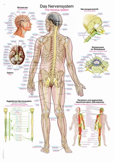 Anatomische poster: Zenuwstelsel 24 x 34 cm