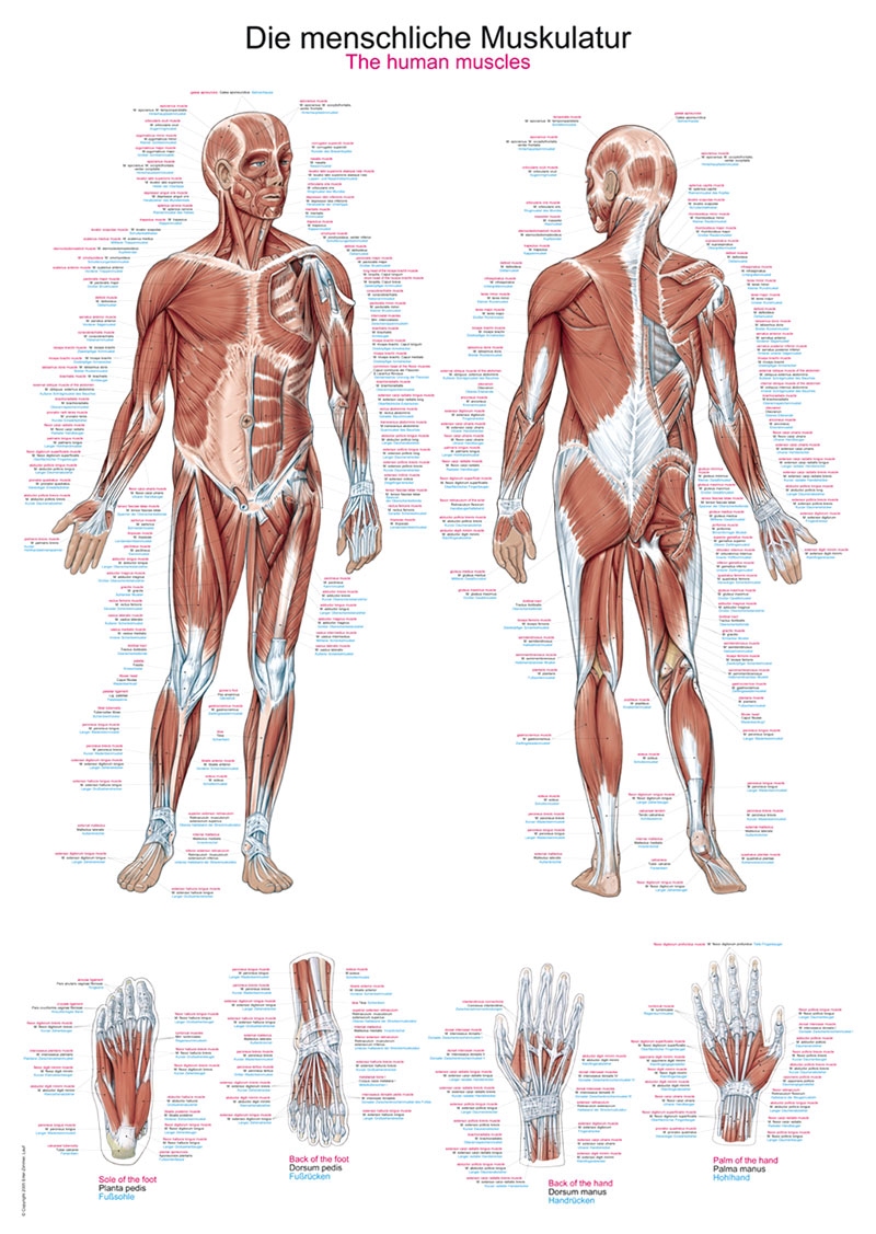 Poster anatomique : muscles généraux