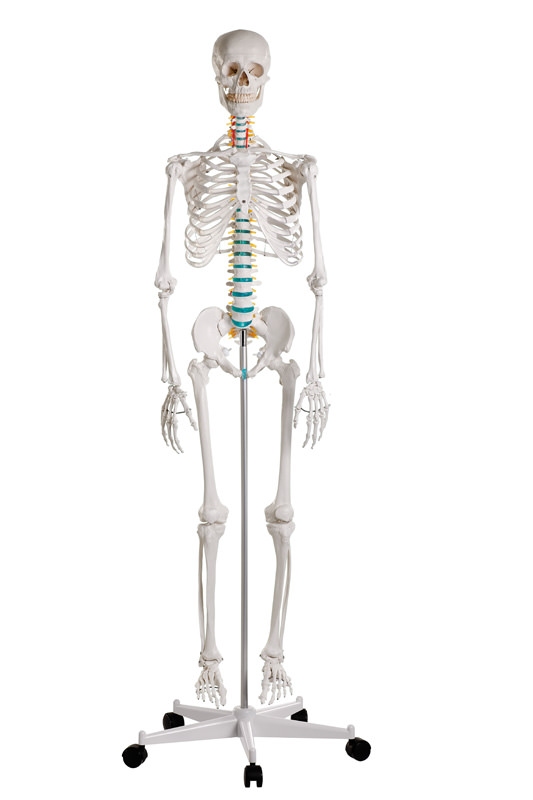 Menselijk skelet "Oscar "