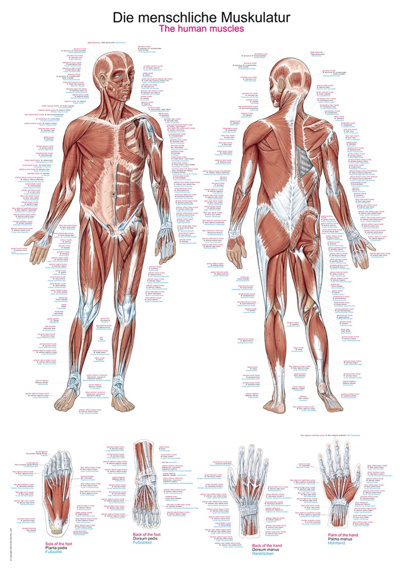 Posters anatomiques